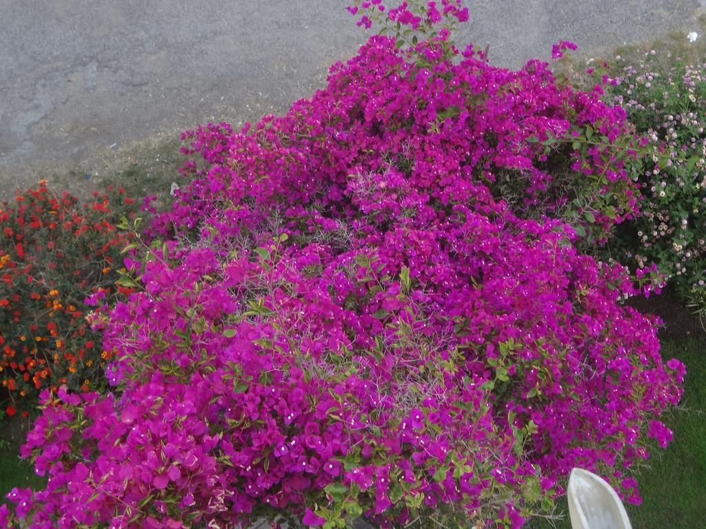 La Pineta Apartment เวียเรจโจ ภายนอก รูปภาพ